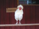 2-5 Cock in  zoological park Escurialis * 2272 x 1704 * (1.2MB)